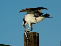 USA_Mexico2006-2007-059